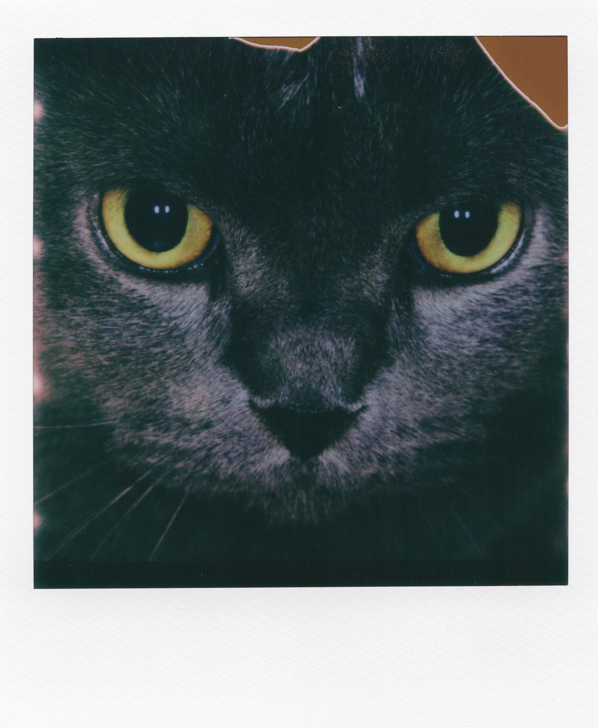 Polaroid photo taken with Polaroid SLR 5 MACRO at O-O Polaroid