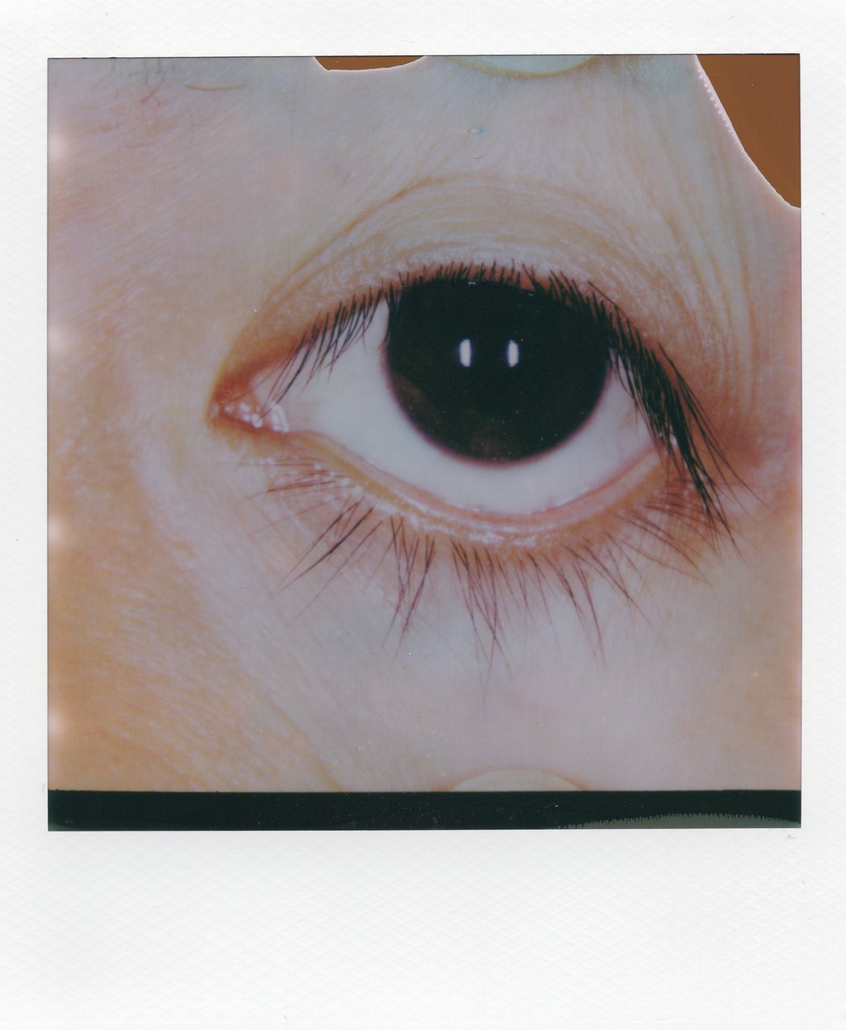 Polaroid photo taken with Polaroid SLR 5 MACRO at O-O Polaroid